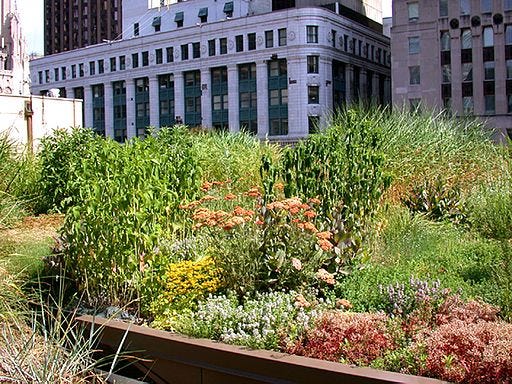 Green roof in Chicago