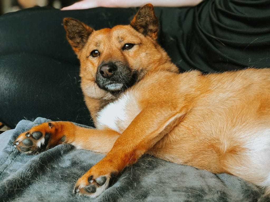 A very cute dog lounging against a human A very cute dog lounging against a human