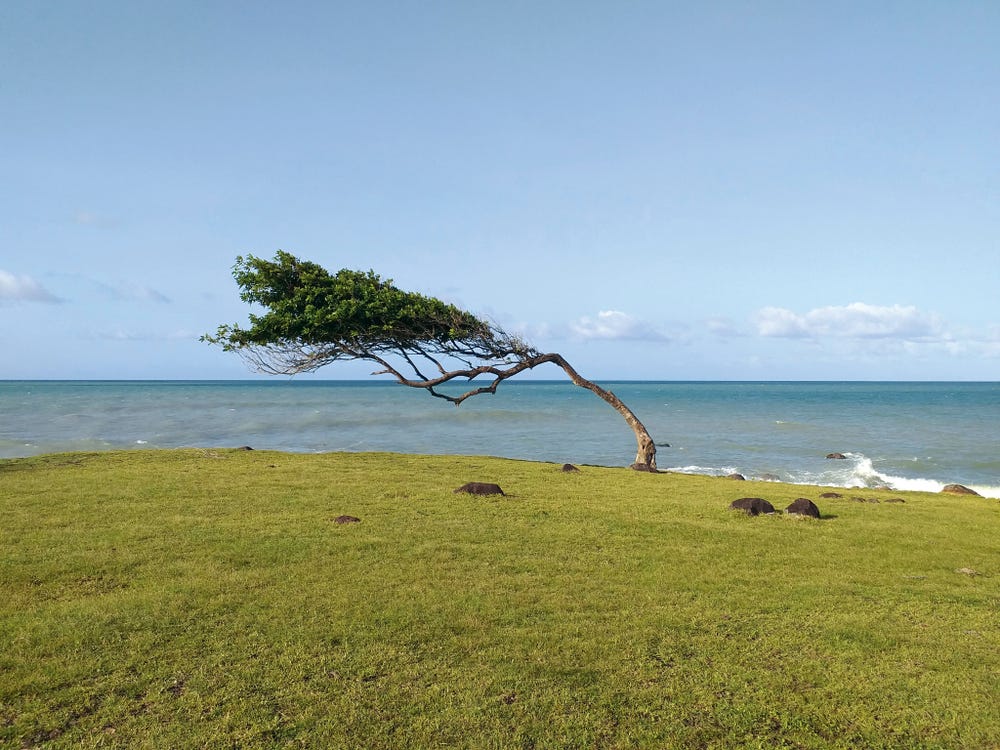 Leaning tree in front of the sea in Guadeloupe, a french overseas department in the Antilles. Pointe Allegre beach near Sainte Rose in the Caribbean Leaning tree in front of the sea in Guadeloupe, a french overseas department in the Antilles. Pointe Allegre beach near Sainte Rose in the Caribbean