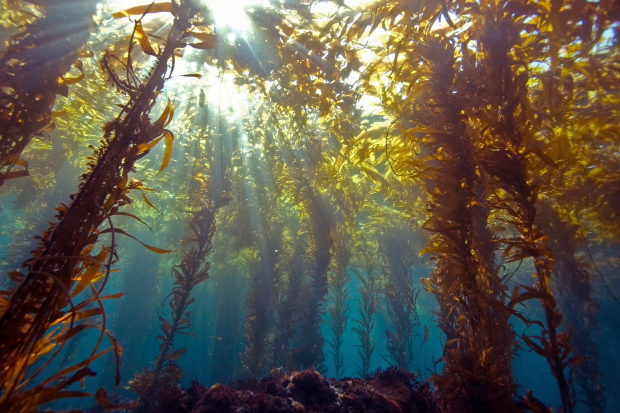 Why Seaweed, Not Solar, May Be the Energy of Tomorrow