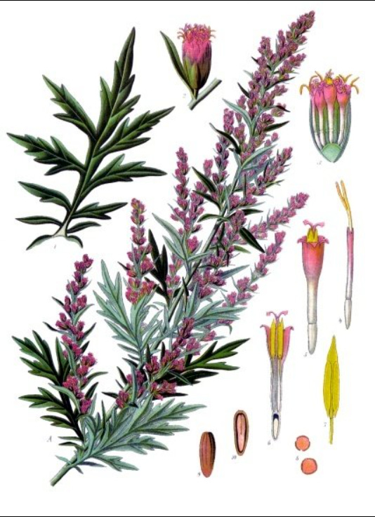 Mugwort plant with pink flowers, and the individual parts of the plant broken down, including leaves, flowers, and parts of flowers. Mugwort plant with pink flowers, and the individual parts of the plant broken down, including leaves, flowers, and parts of flowers.