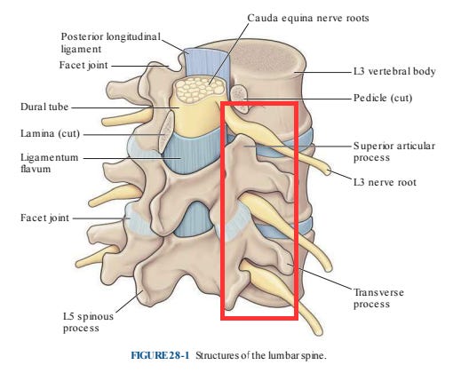 The Enigmatic Dorsal Root Ganglion - By Tom Jesson