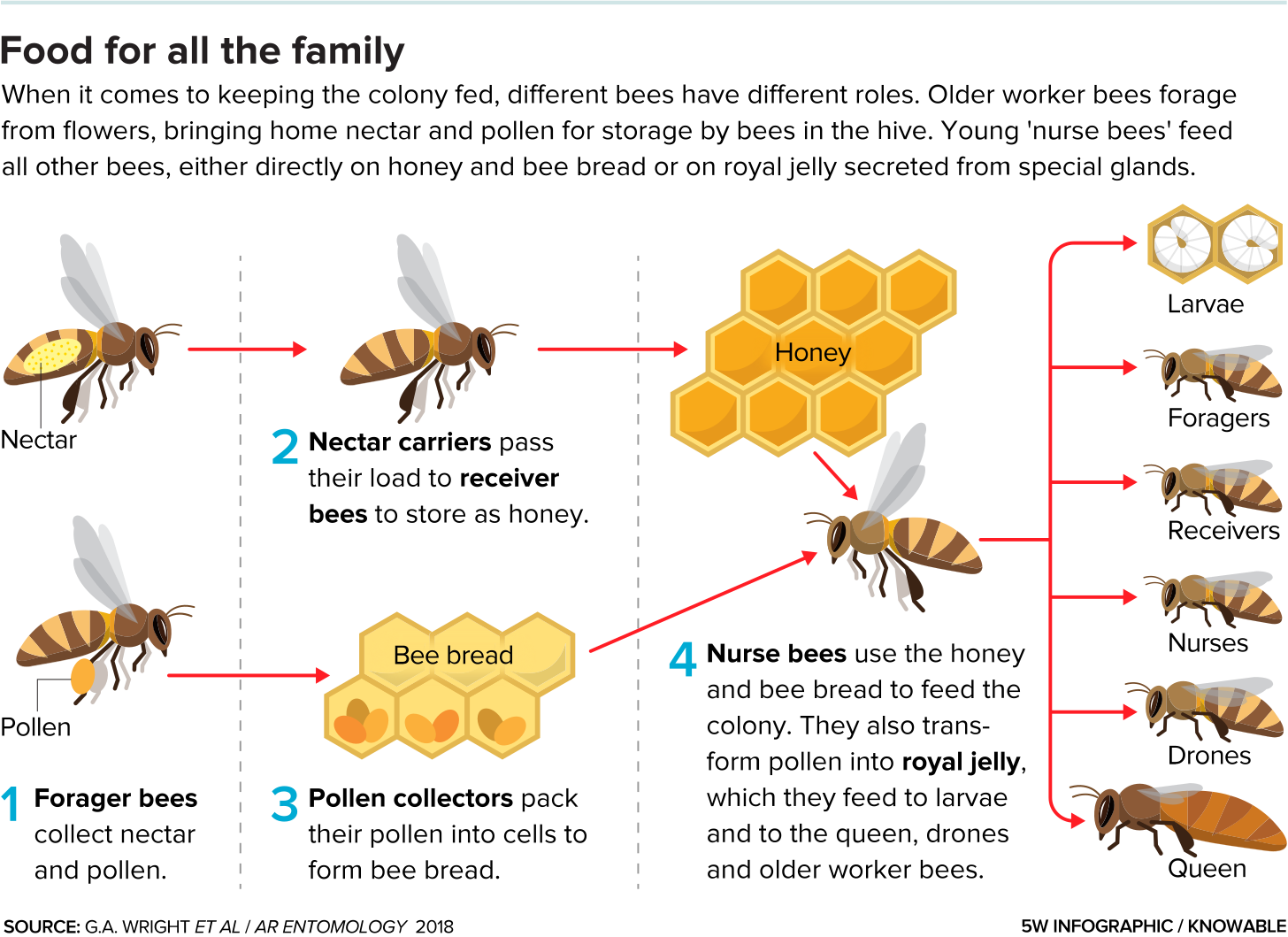 How Bees Make Honey Diagram