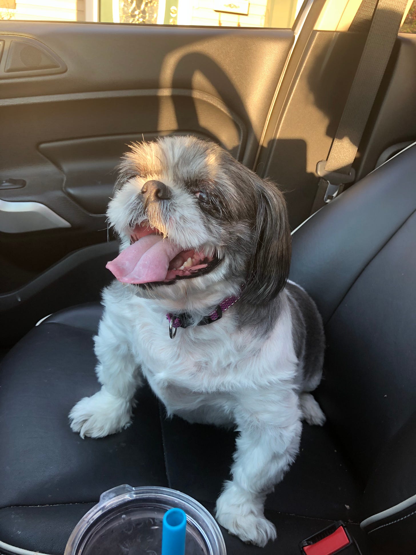 my shelter 3 year old shih tzu does not bark