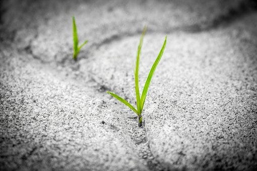 green grasses