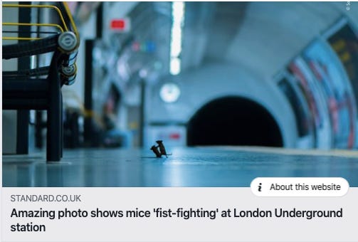 Facebook autopopulated text of "Amazing photo shows mice 'fist-fighting' at London Underground station
