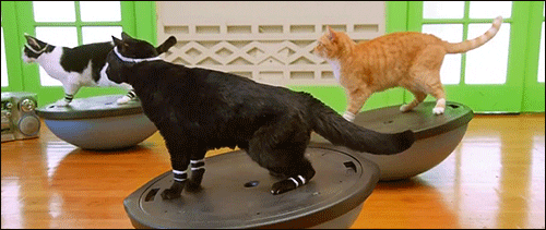three cats rock back and forth on exercise balls, engaging their kitty core [gif]