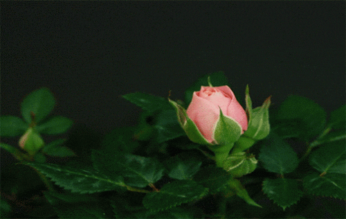 A rose blooms [gi]