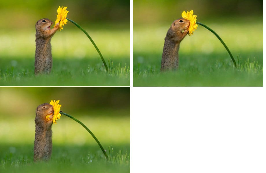1237975585651073029.jpeg