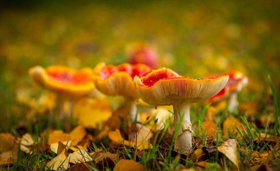 Through water evaporation, mushrooms and fungi can create unique spaces of air flow around themselves, helping to spread their spore. Greg Johnston, Flickr