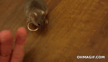 A tiny mouse puts an engagement ring on a person