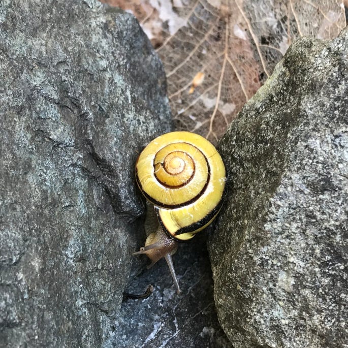 What's the message in the slow spiral of a garden snail?