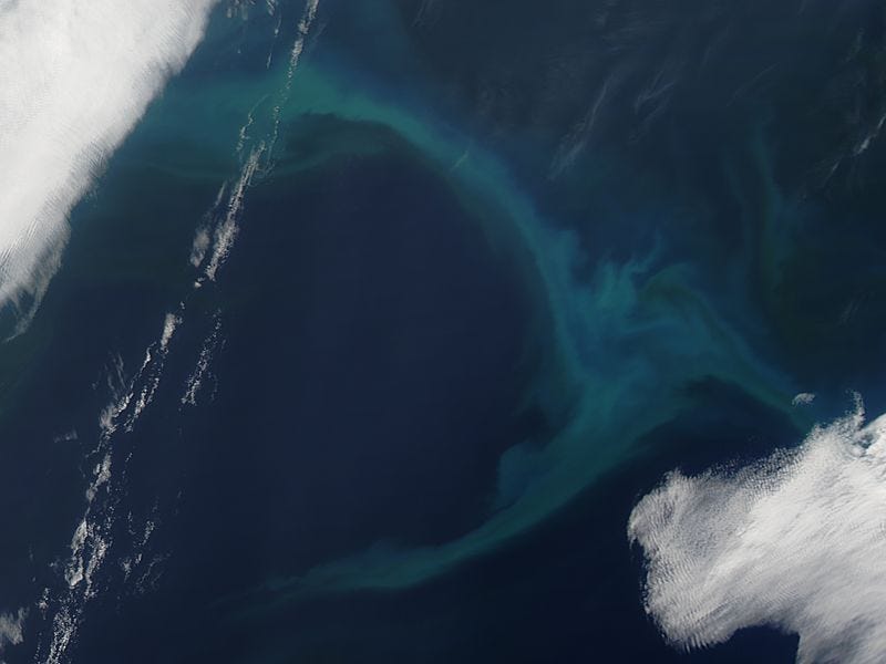 Phytoplankton bloom in the North Pacific Ocean