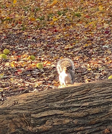 squirrel standing on a blog with leaves and osage oranges behind him