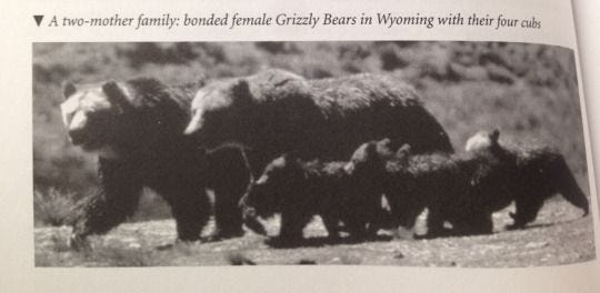 A snapshot of a book page with a black and white picture of two grizzly bears walking down a path. they have four little cubs walking with them. The caption says, "A two-mother family: bonded female Grizzly Bears in Wyoming with their four cubs."