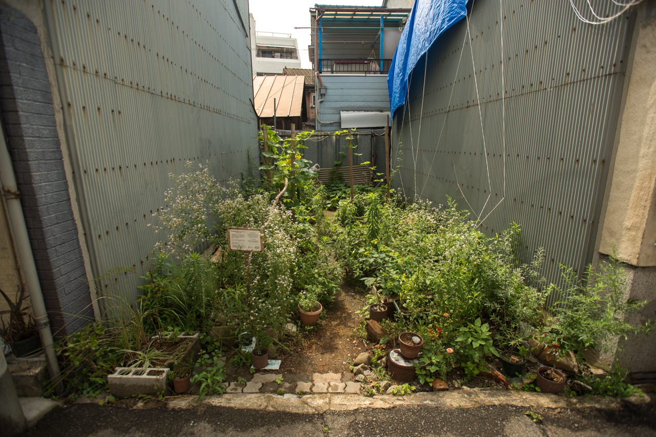 A small garden filled with green plants, in between tall grey buildings.