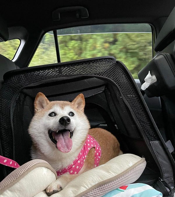 she’s smiling wide in her car seat. in a pink polkadot harness