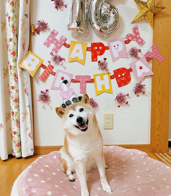 senior shiba inu sitting and smiling with a birthday hat on. she’s atop a big pink bed. happy birthday is written in big letters behind her