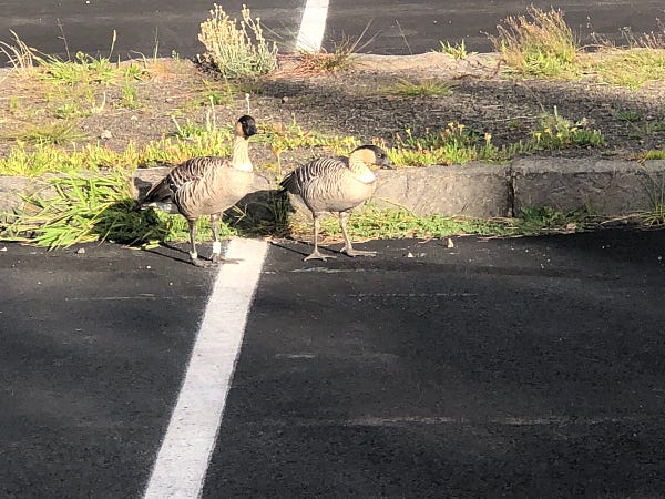 A pair of rare Hawaiian geese standing in a parking lot with a grassy median behind them. 
