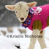 Kristin Nicholas' Colorful Newsletter from the Farm 