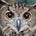 Twitter avatar for @owl_sounds